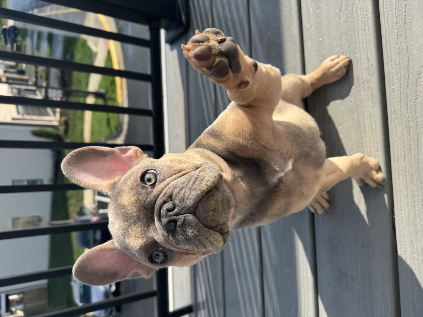 Remy the French bulldog waving a paw